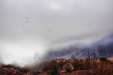 Animal, Beautiful, Bird, Countryside, Early morning, Flock, Fog, Landscape, Landscapes, Mist, Misty, Nature, Outdoors, Photography, Scenery, Scenic, Travel, Trees, Weather